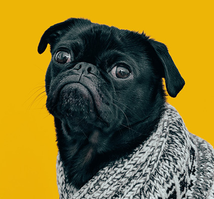 Pug - Character Example of The Entertainer Brand Personality Archetype