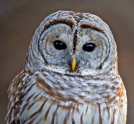 Owl Image Example of The Sage Brand Personality Archetype