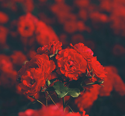Red Roses - Character Image of The Seducer Brand Personality Archetype